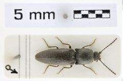 Foto (Dorsalansicht) von Pleurathous uncicollis (NHMW-ZOO-COL-0008637)